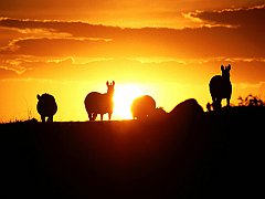 Sunrise on the Veldt, Zebras